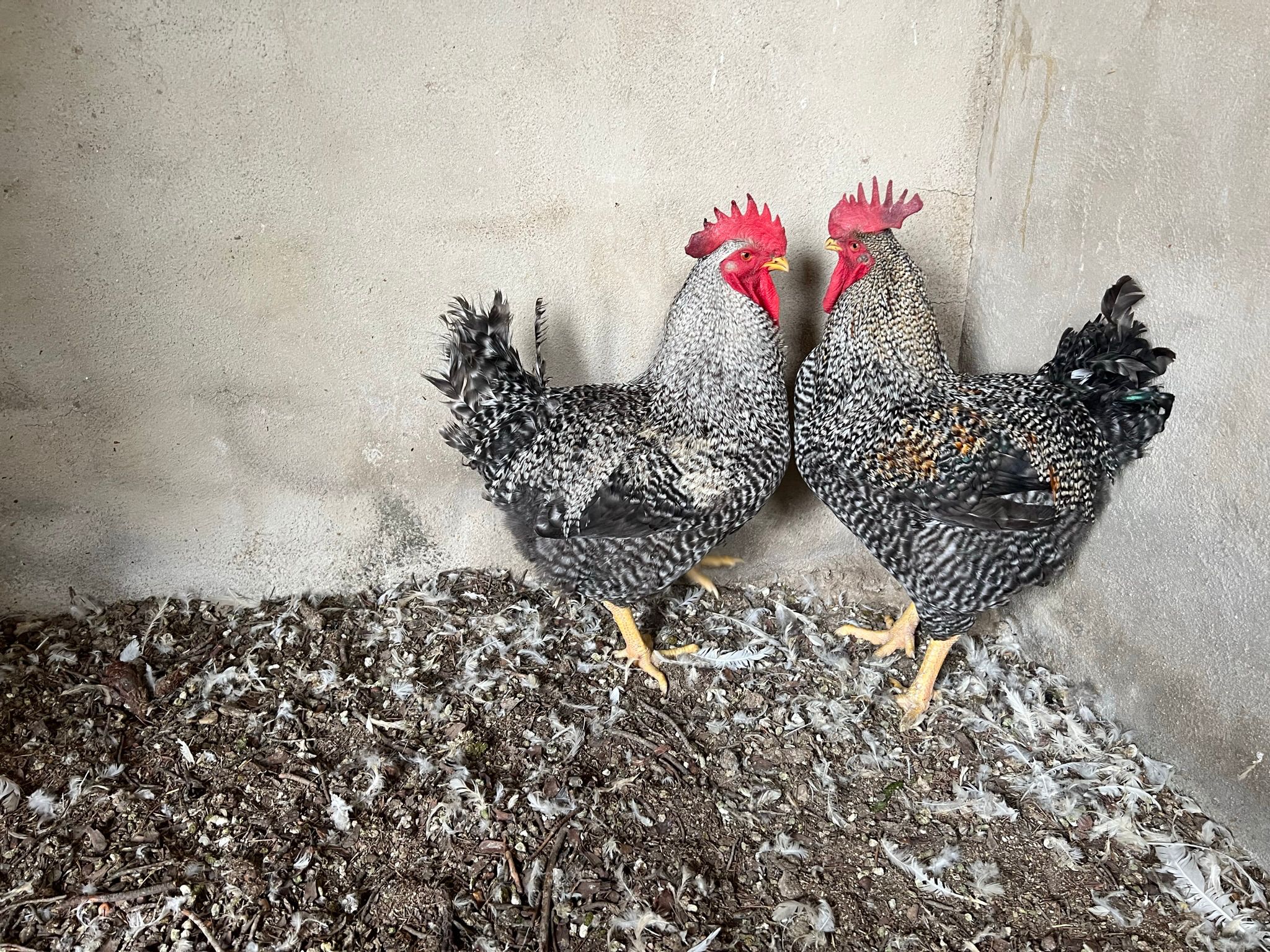 pollos de coral negros con blanco cresta roja